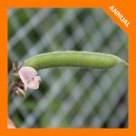 Strophostyles leiosperma, Small Wild Bean  