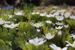 Sanguinaria canadensis, Bloodroot