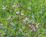 Gillenia trifoliata, Bowman's Root